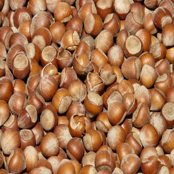 Premium Hazelnuts